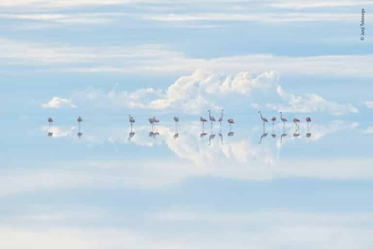 Flamants célestes par Junji Takasago, Gagnant,Japon, Art naturel. Situé dans les Andes, le Salar d'Uyuni est la plus grande étendue de sel au monde. C'est aussi l'une des plus grandes mines de lithium de Bolivie, ce qui menace l'avenir de ces flamants. Le lithium est utilisé dans les batteries des téléphones et des ordinateurs portables. © Junji Takasago, Wildlife Photographer of the Year / Wildlife Photographer of the Year est développé et produit par le Natural History Museum, Londres