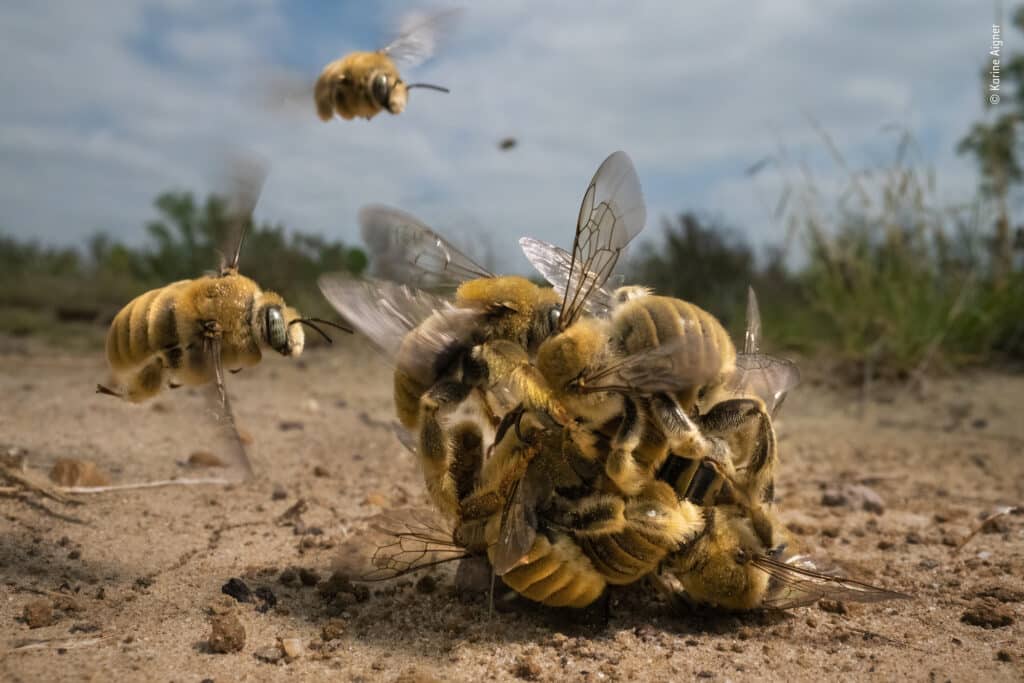 Le grand buzz par Karine Aigner, gagnante USA, Comportement : Invertébrés. À l'aide d'un objectif macro, Karine Aignier a capturé l'activité intense d'une boule bourdonnante d'abeilles de cactus qui tournait sur le sable chaud. Après quelques minutes, le couple au centre - un mâle accroché à la seule femelle de la mêlée - s'est envolé pour s'accoupler. Les abeilles du monde entier sont menacées par la disparition de leur habitat, les pesticides et le changement climatique. © Karine Aigner, Wildlife Photographer of the Year / Wildlife Photographer of the Year est développé et produit par le Natural History Museum, Londres