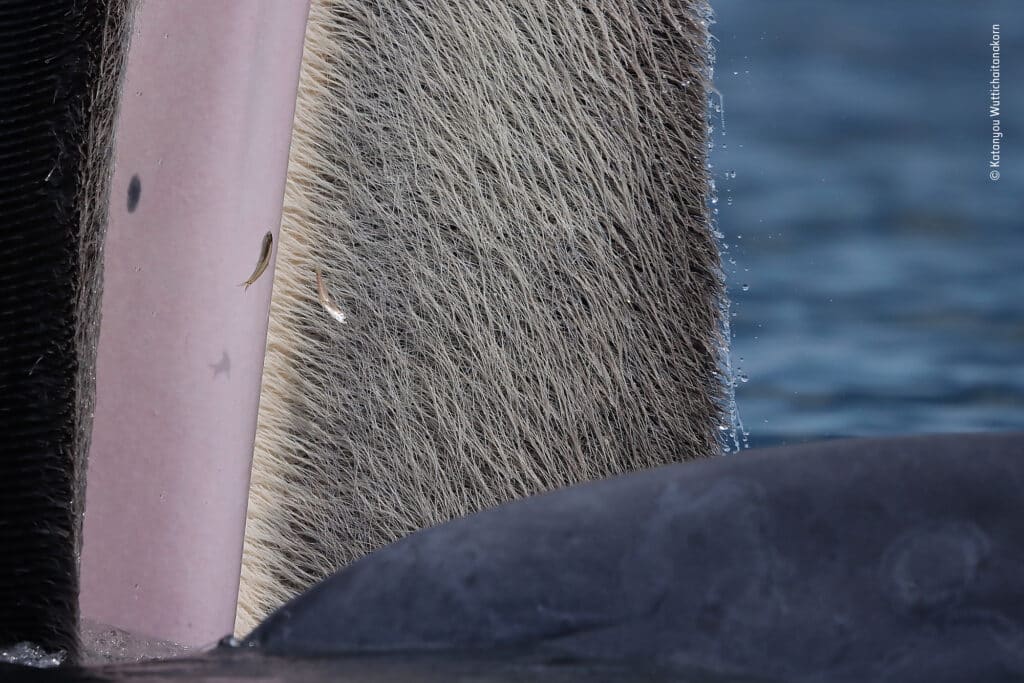 The beauty of baleen by Katanyou Wuttichaitanakorn, Thailand Winner, 15-17 Years Katanyou Wuttichaitanakorn is intrigued by the contrasting colours and textures of a Bryde’s whale, which surfaces close by. Following government tourism guidelines, the tour boat Katanyou was travelling on turned off its engine as the whale appeared close by. This meant that Katanyou had to steady his hands to capture this close-up composition as the boat rocked in the swell. Bryde’s whales have up to 370 pairs of grey-coloured plates of baleen growing inside their upper jaws. The plates are made of keratin, a protein that also forms human hair and nails, and are used to filter small prey from the ocean. © Katanyou Wuttichaitanakorn, Wildlife Photographer of the Year / Wildlife Photographer of the Year is developed and produced by the Natural History Museum, London