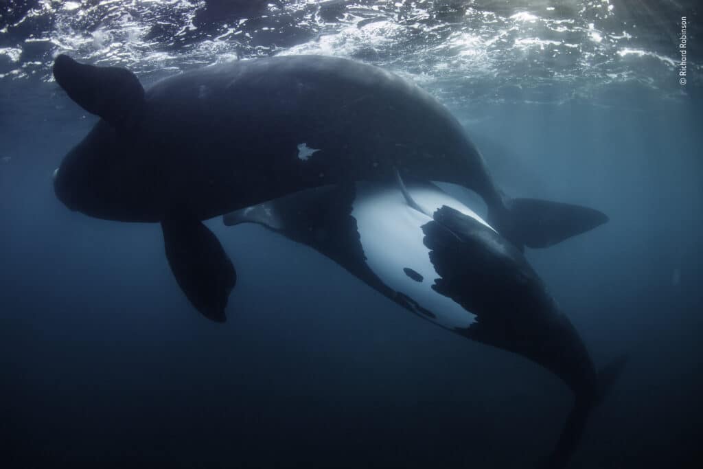 New life for the tohorā by Richard Robinson, New Zealand Winner, Oceans: The Bigger Picture. Female tohorā mate with numerous males. There is no aggression between males during these congregations, which suggests competition instead occurs in the uterus—the male who produces the most, and best, sperm wins. Perhaps for this reason, male tohorā pac. © Richard Robinson / Wildlife Photographer of the Year / Wildlife Photographer of the Year is developed and produced by the Natural History Museum, London