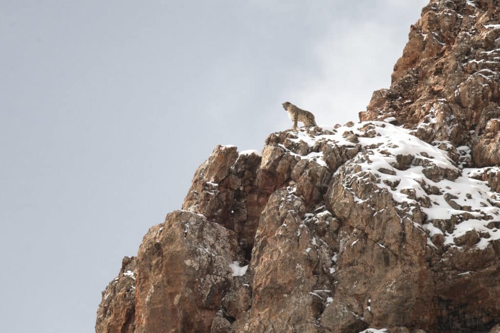 Snow leopard, Tibet © Vincent Munier