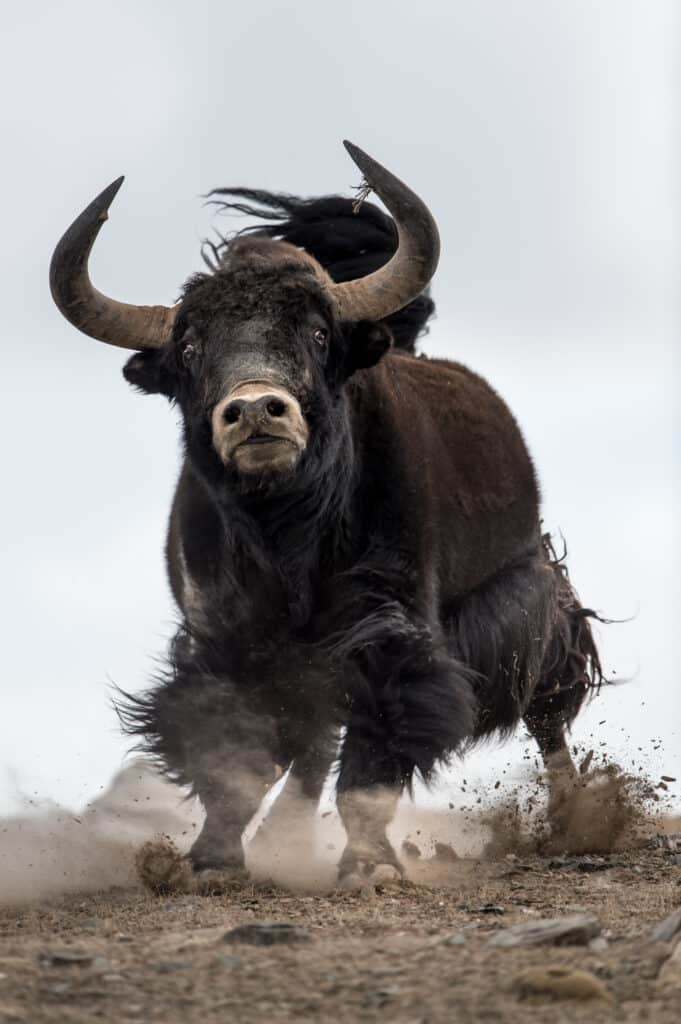 Wild yak, Tibet © Vincent Munier