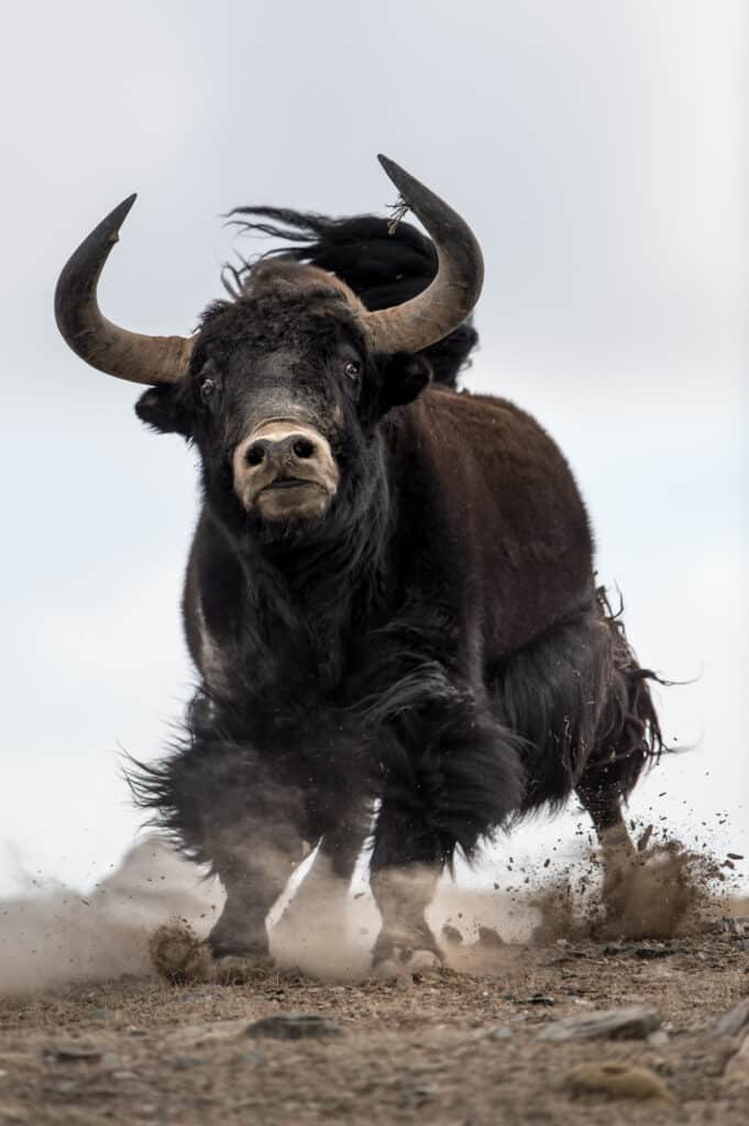 Yack sauvage, Tibet. © Vincent Munier