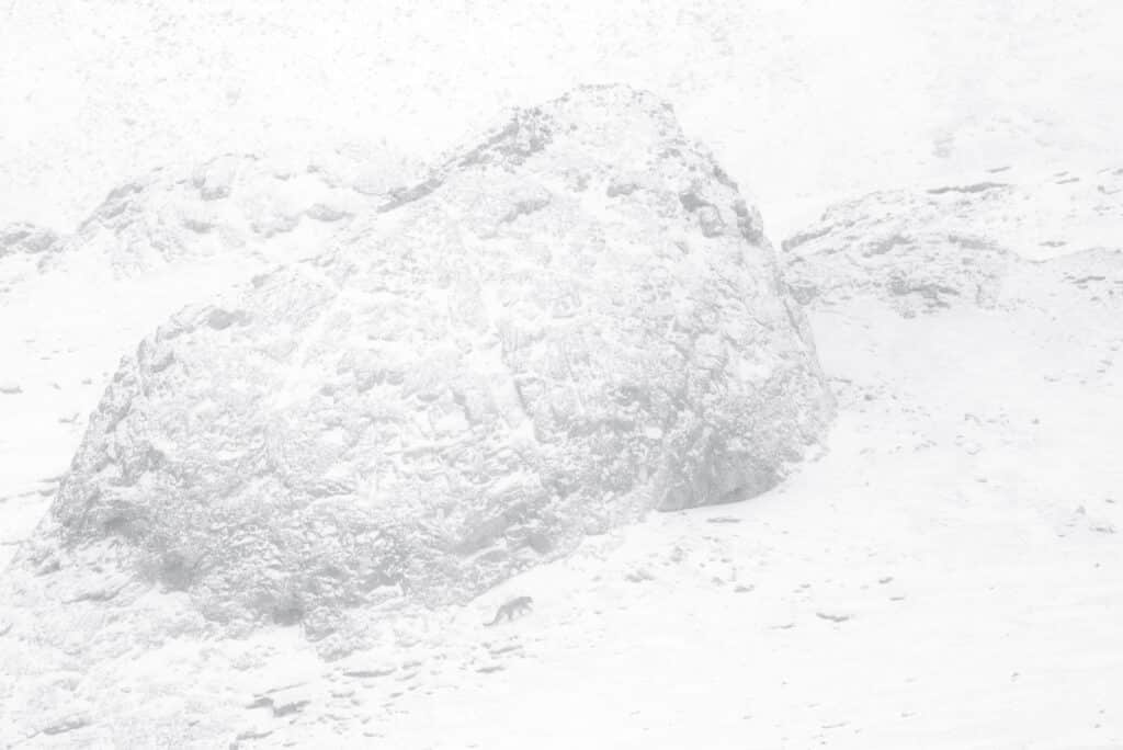 Snow leopard, Tibet © Vincent Munier