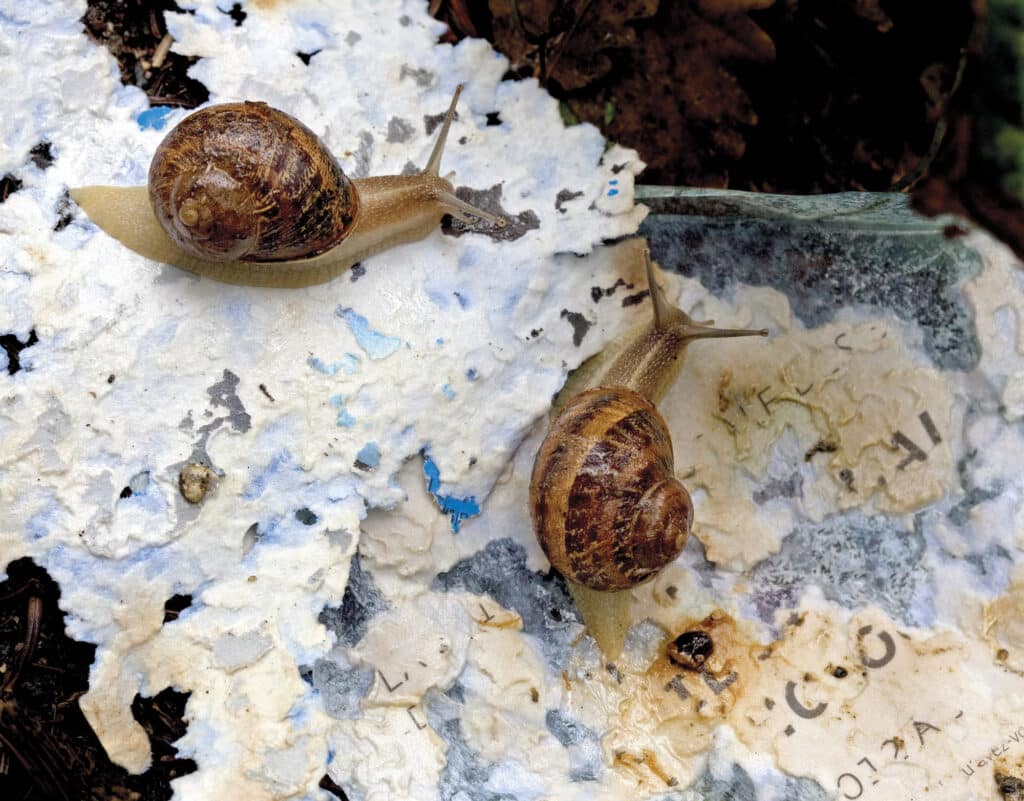 Gastropoda © Joan Fontcuberta