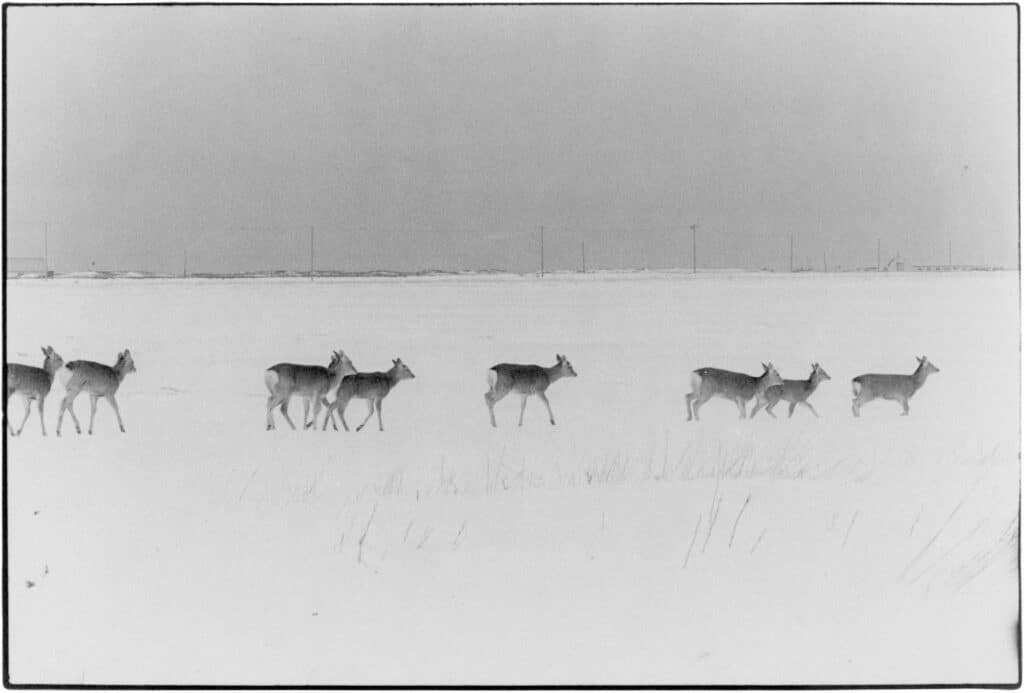 The Deer Crossing © Chieko Shiraishi / Echo119 Gallery