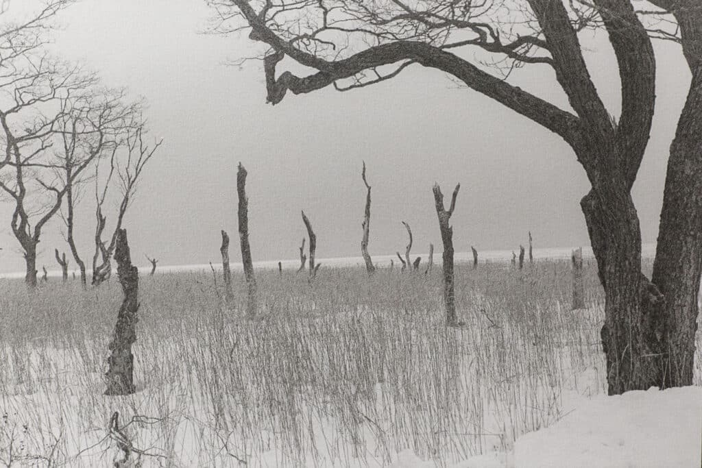 The Deer Crossing © Chieko Shiraishi / Echo119 Gallery