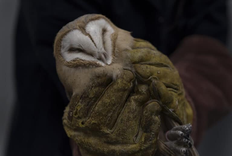 L’effraie aux gants, série Feræ, 2020 © Aurélie Scouarnec