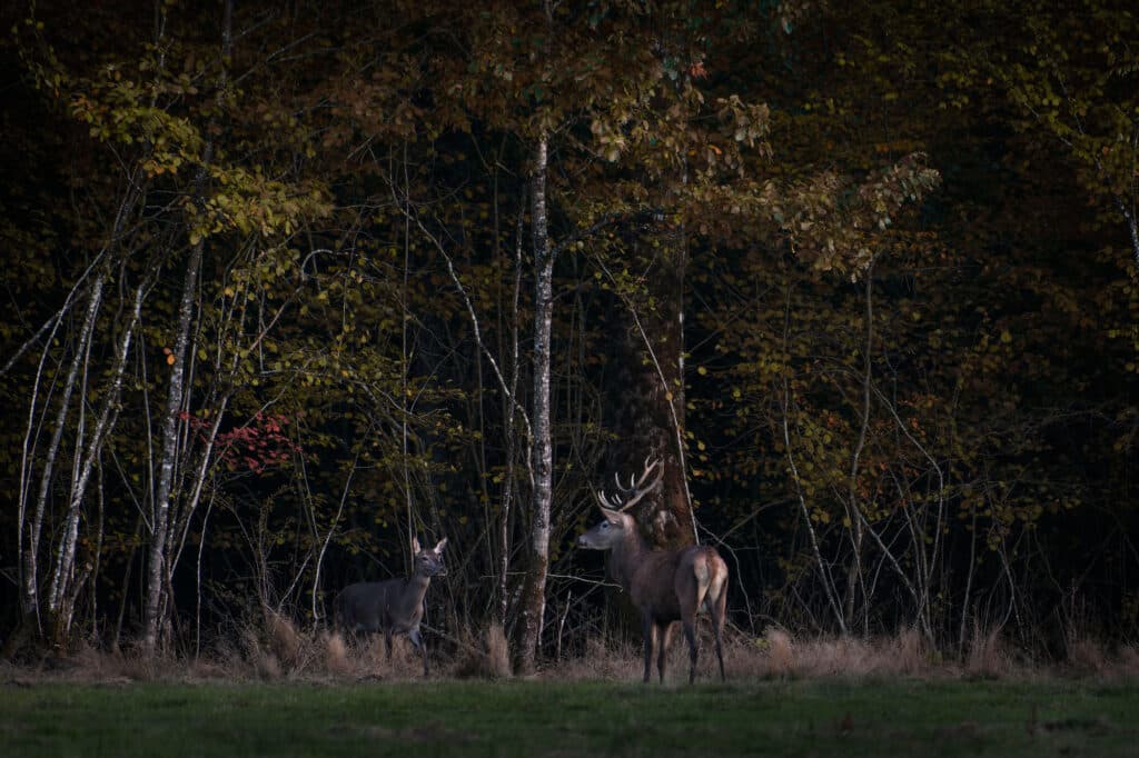 Rendez-vous au clair de lune © Jimmy Beunardeau courtesy Hans Lucas