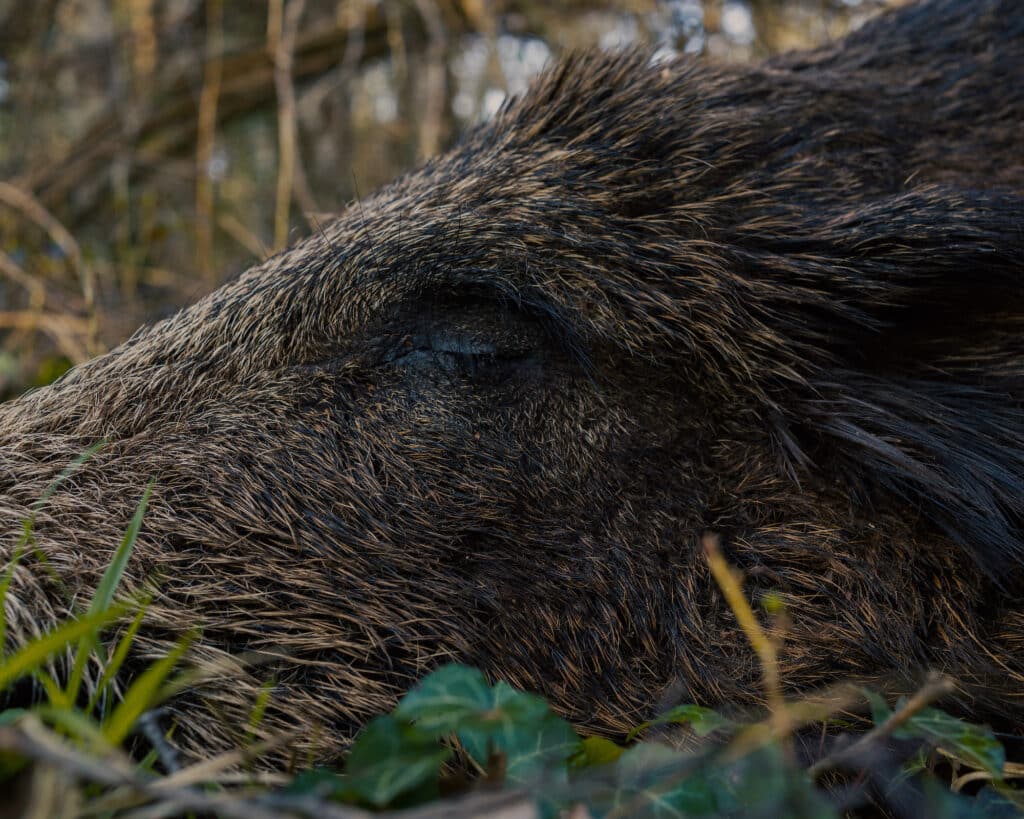 The height of the boar, 2022 © Mathieu Lion