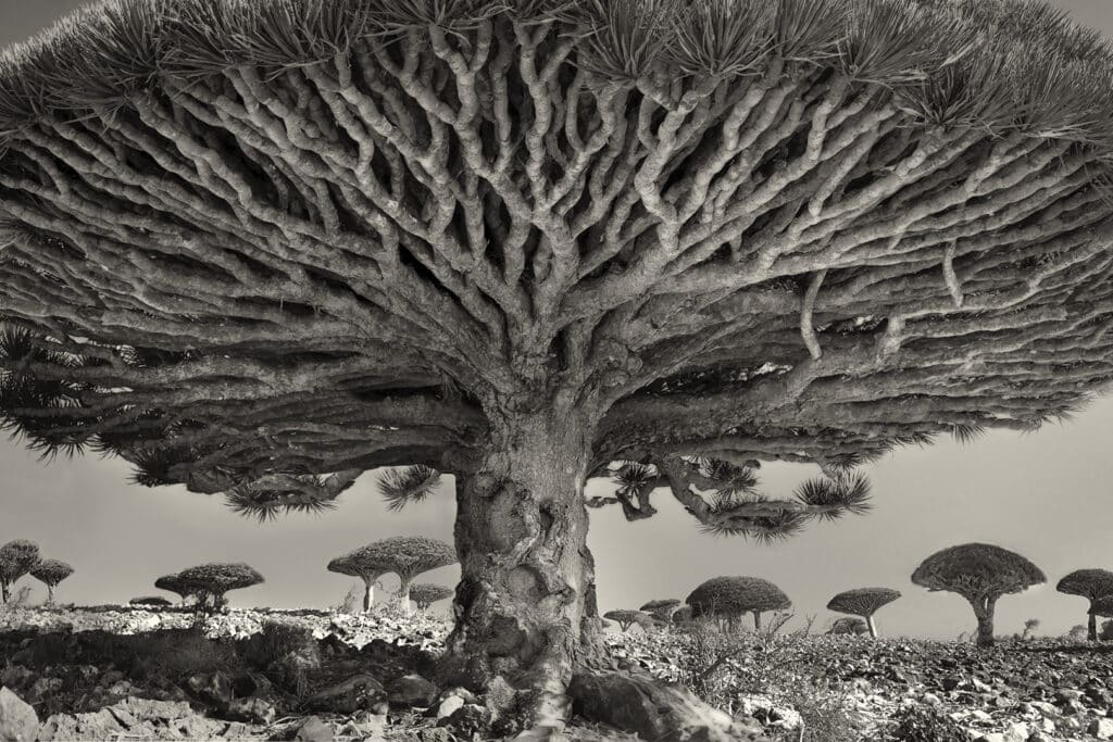 Heart of the Dragon © Beth Moon