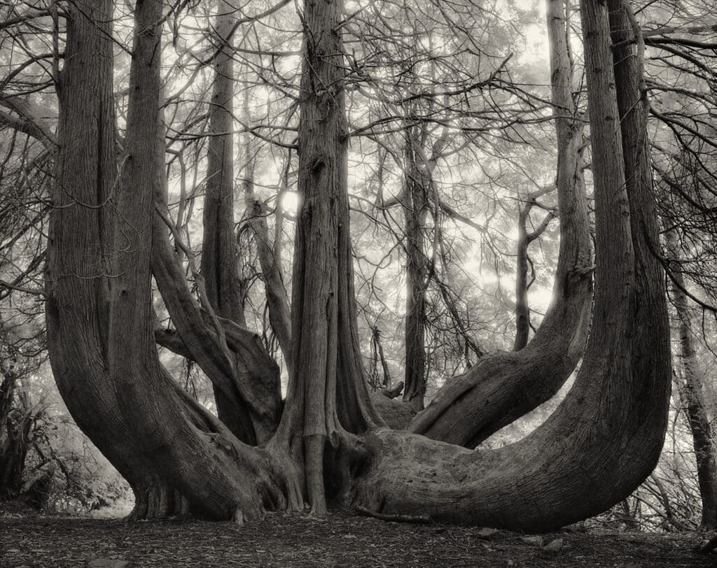 The Great Western, Red Cedar of Gelli Aur © Beth Moon