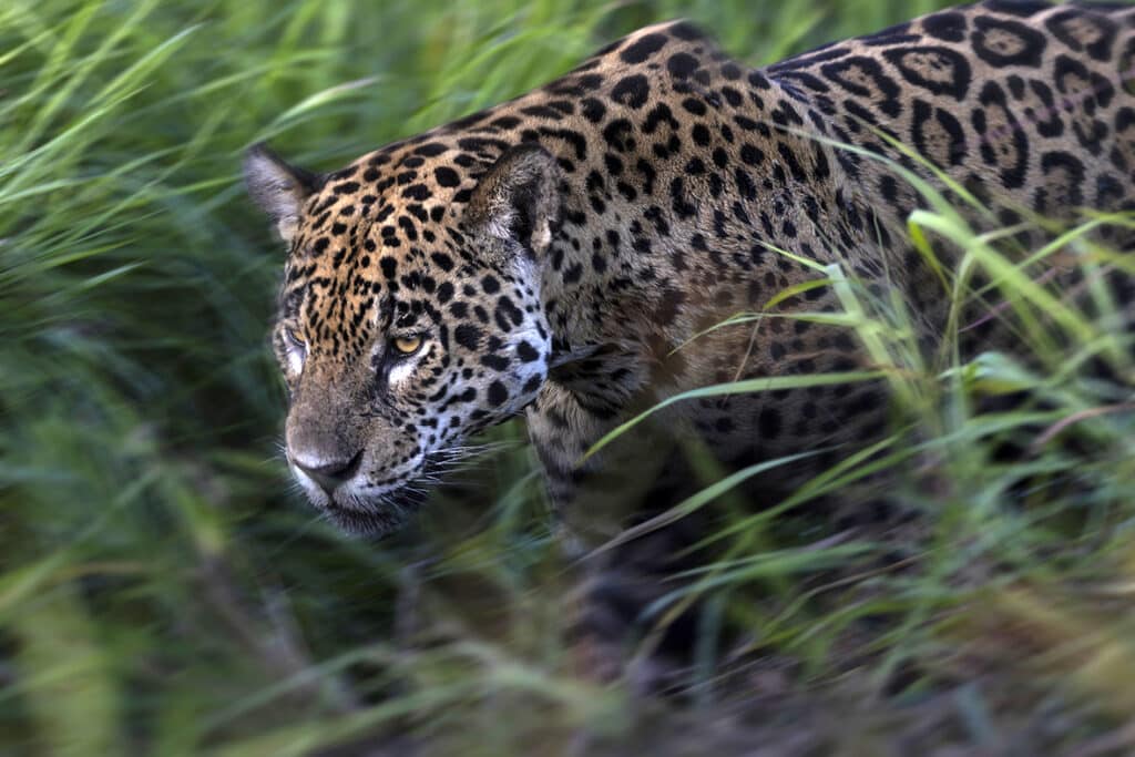 © Brent Stirton