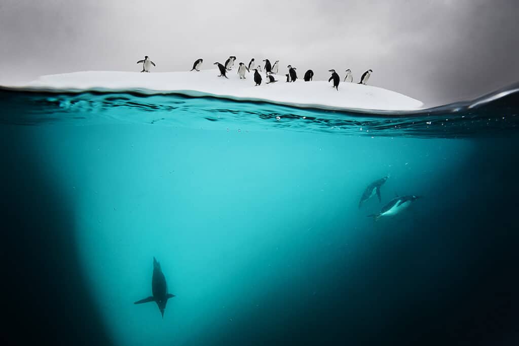 Manchots gentoo et manchots à jugulaire sur une banquise près de l'île de danko, Antarctique. © David Doubilet