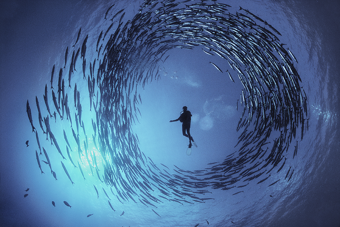 A Circle of Barracuda surround diver Dinah Halstead in the clears waters of Papaua New Guinea © David Doubilet