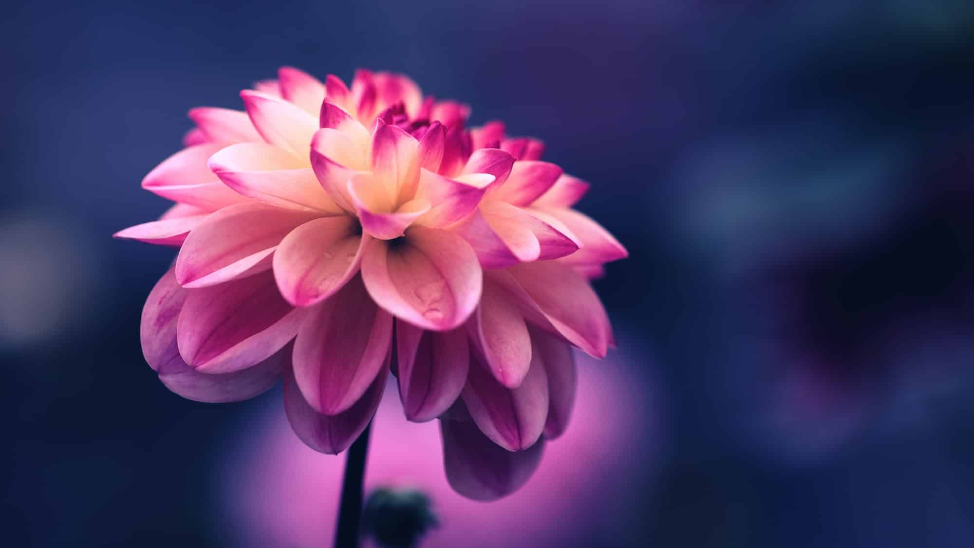 How to Take Beautiful Flower Photos — Blind Magazine