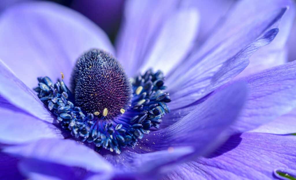 photographie-macro-fleurs