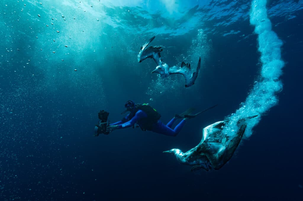 South Africa, July 2023. During filming for the ARTE channel on the world's largest migration. Diver-cameraman Steven Surina returns between the dives of the Cape gannets in search of sardines. © Alexis Rosenfeld