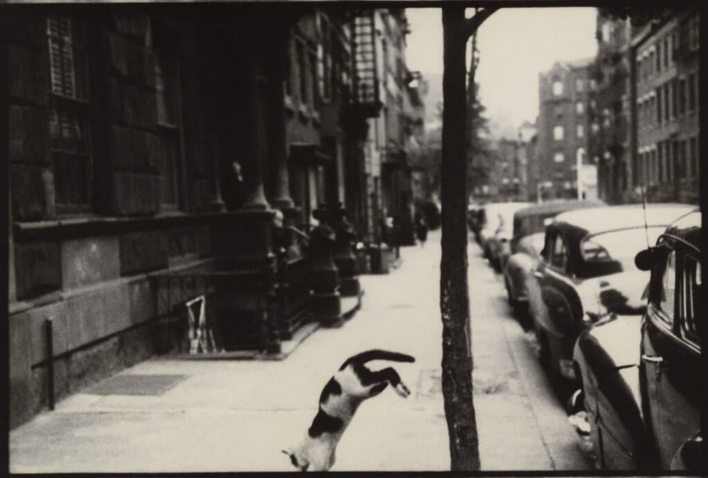 Perry Street Cat_circa 1949_Leiter