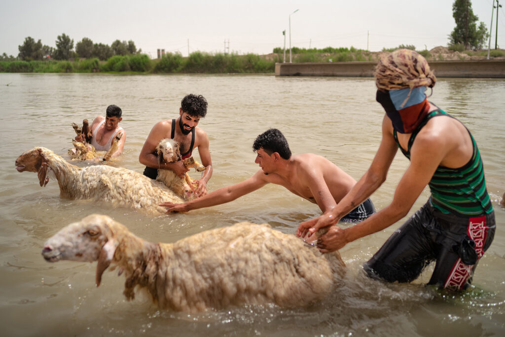 En été, avec des températures qui peuvent dépasser les 50 °C, les éleveurs et les bergers n’ont qu’une option pour rafraîchir les animaux : les baigner dans les eaux tièdes et troubles du Tigre.