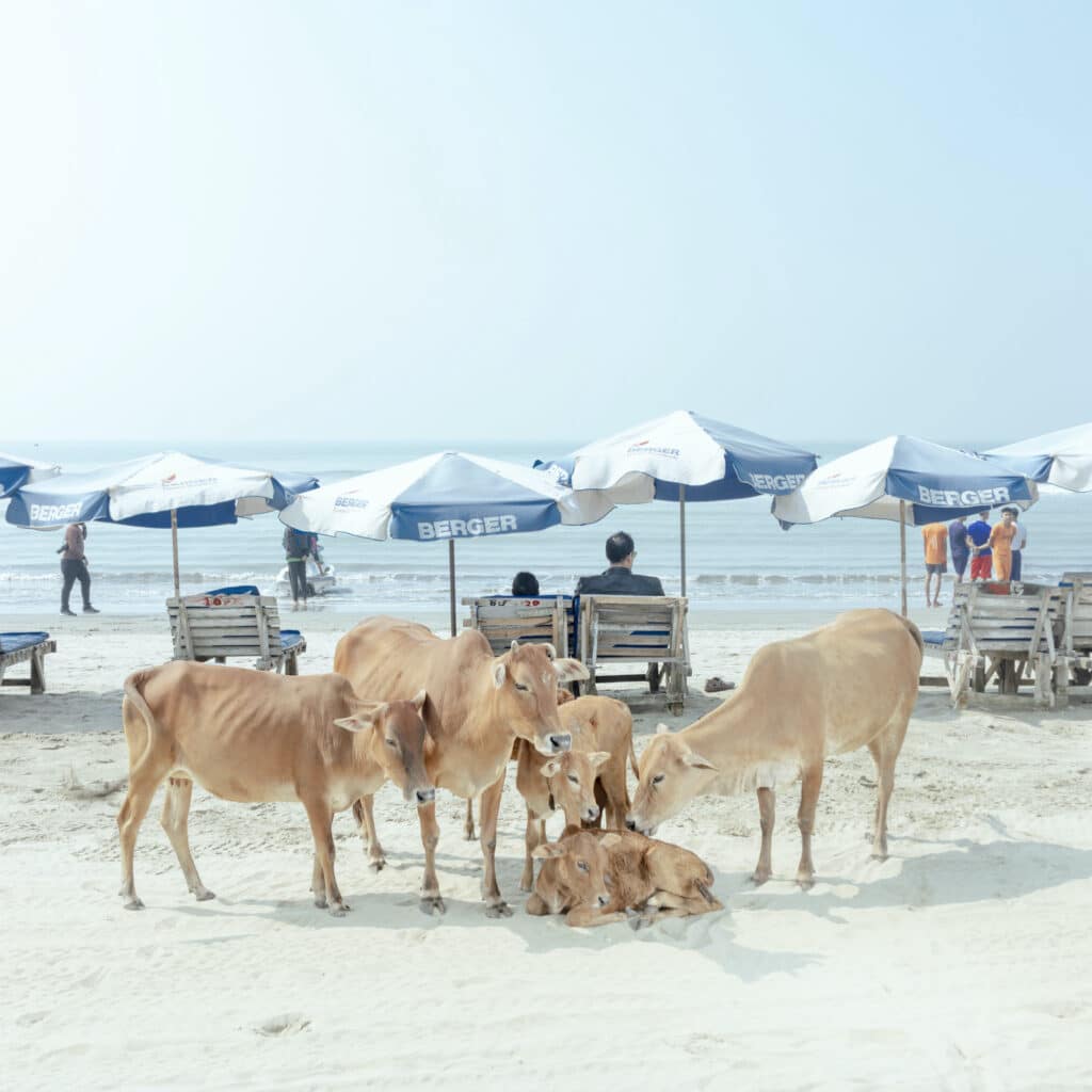 Vaches sur la plage de Cox's Bazar © Ismail Ferdous