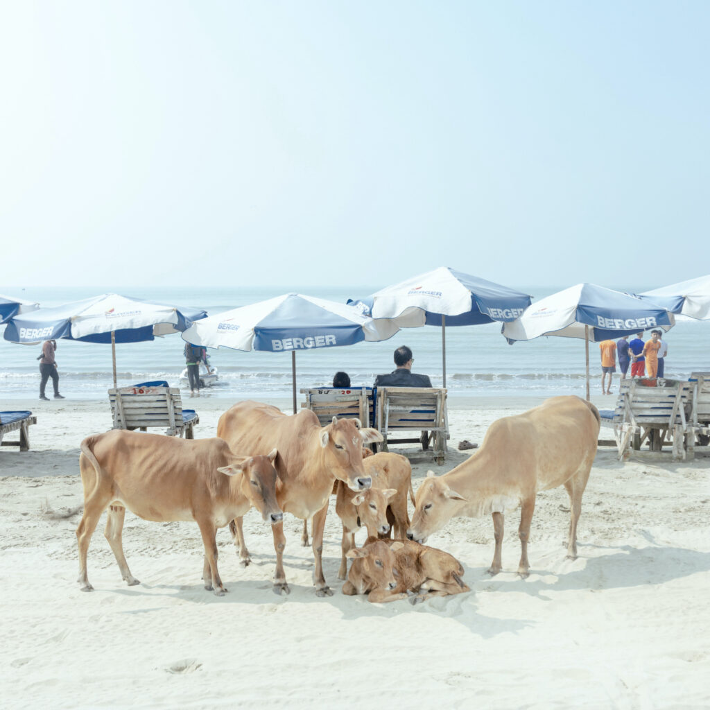 Cows at the Cox's Bazar beach © Ismail Ferdous