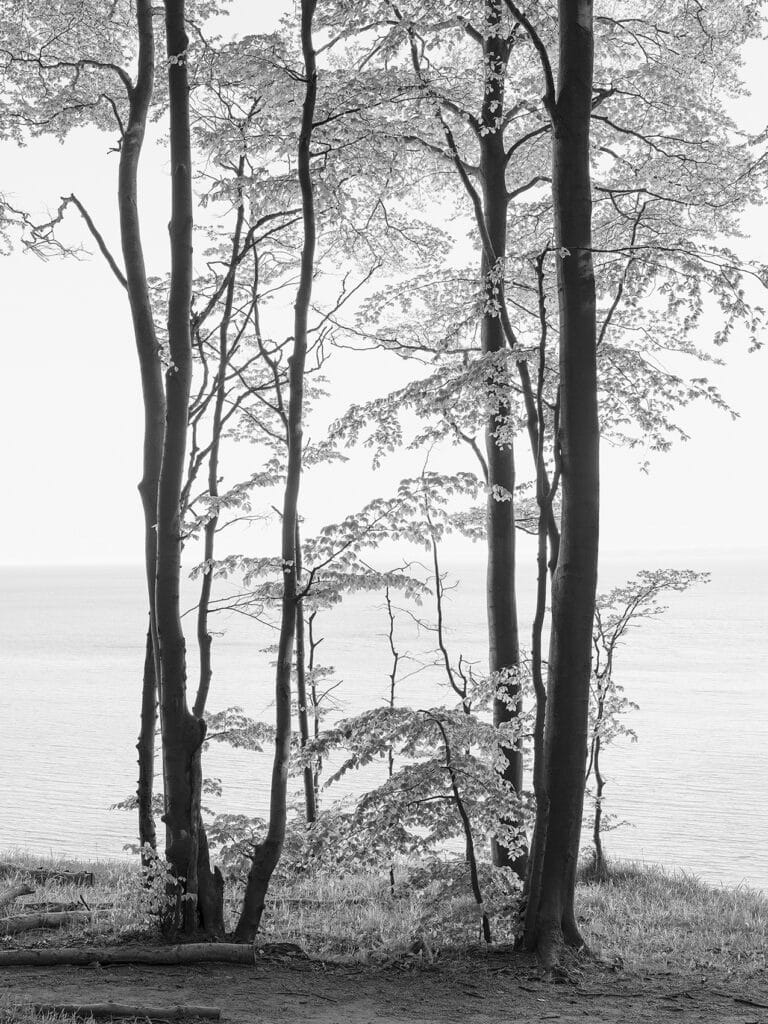 Graubaum und Himmelmeer © Loredana Nemes