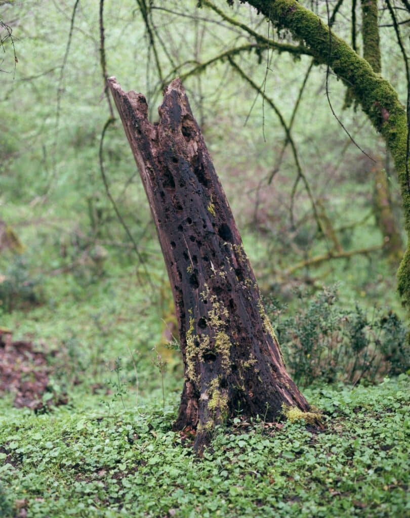 © Téo Becher_Résidence 1+2_Souche, Forêt de Grésigne, 2023