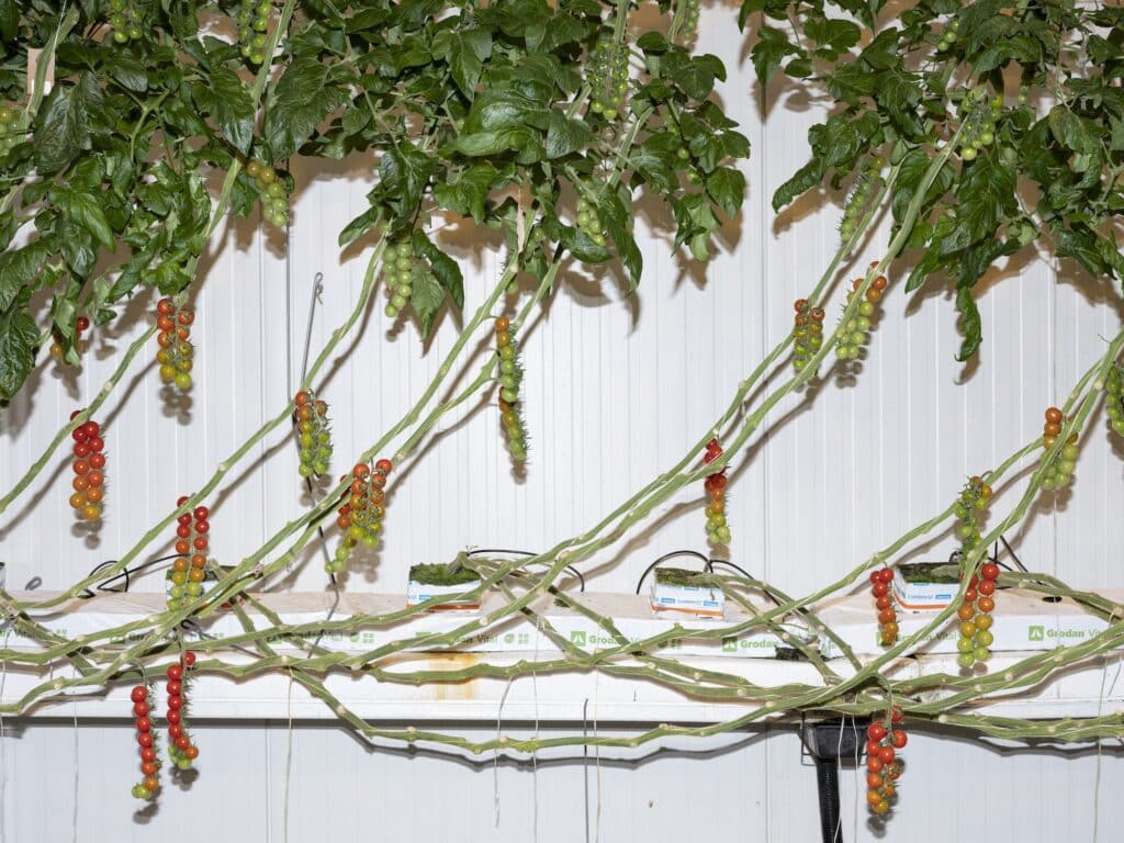 Priva, tomato greenhouse, Priva Campus, De Lier, Netherlands, 2021 © Armin Linke for the project Image Capital by Estelle Blaschke and Armin Linke, 2023