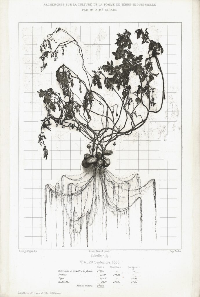 Aimé Girard, Research on the cultivation of the industrial potato, Atlas with six heliogravures, 1889