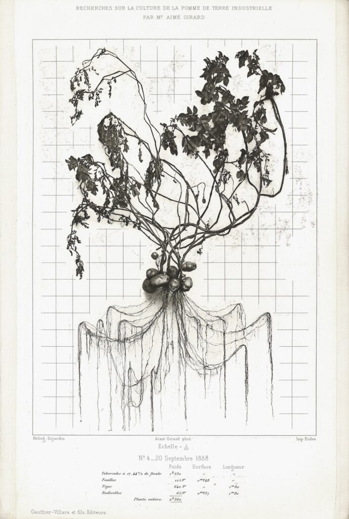 Aimé Girard, Recherches sur la culture de la pomme de terre industrielle et fourragère, atlas avec six héliogravures, 1889