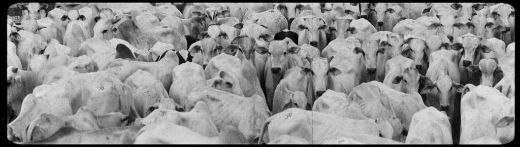 Richard Mosse, capture from Broken Spectre, Amazon Cattle © Richard Mosse