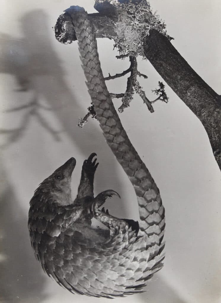 Paul Wolff, Pangolin, étude animalière, vers 1929 Pangolin, animal study, ca. 1929 Tirage d’origine – Vintage print Collection Christian Brandstätter