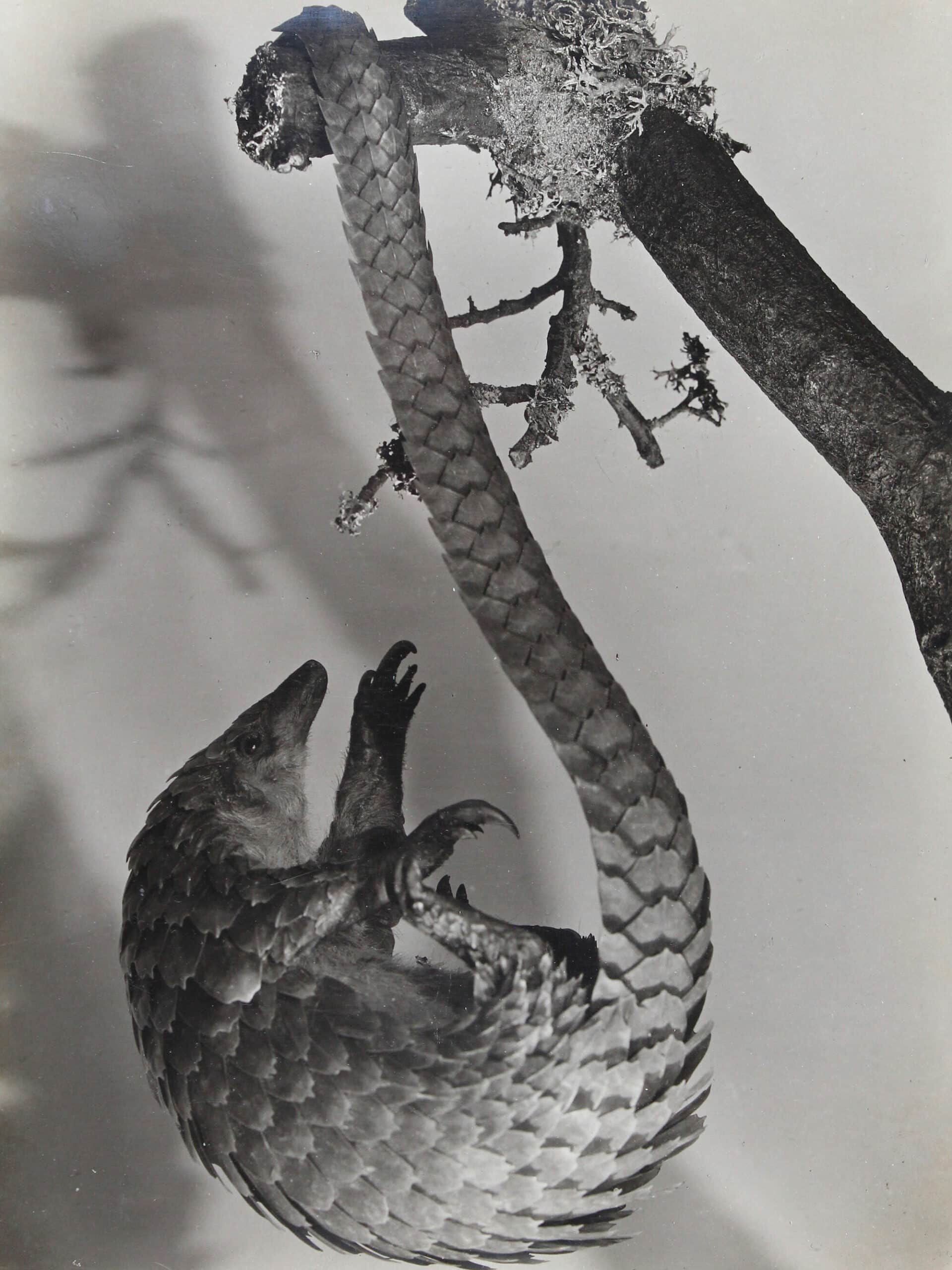 Pangolin, animal study, ca. 1929 Tirage d’origine – Vintage print Collection Christian Brandstätter
