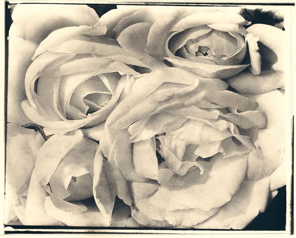 Tina Modotti Roses, 1924 Palladiotype, tirage d’époque 18,7 × 23,4 cm Collection et archives de la Fundación Televisa, Mexico
