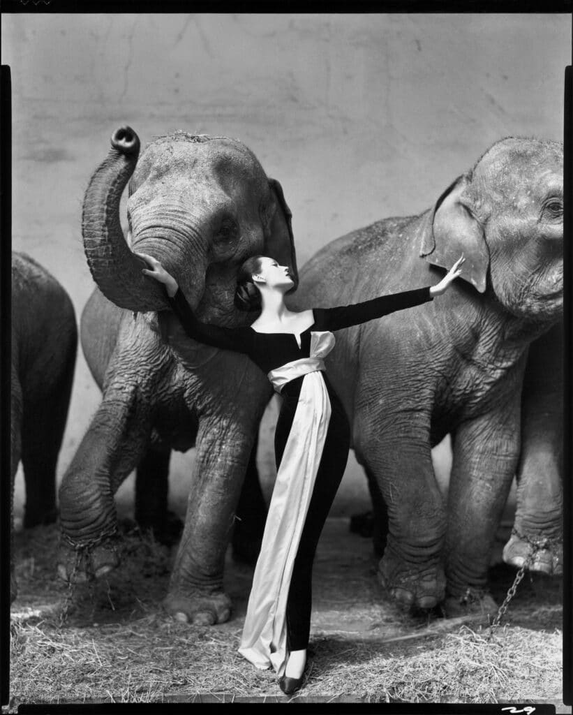 Dovima avec des éléphants, robe du soir par Dior, Cirque d ́Hiver, Paris, août 1955. Photographie de Richard Avedon © The Richard Avedon Foundation