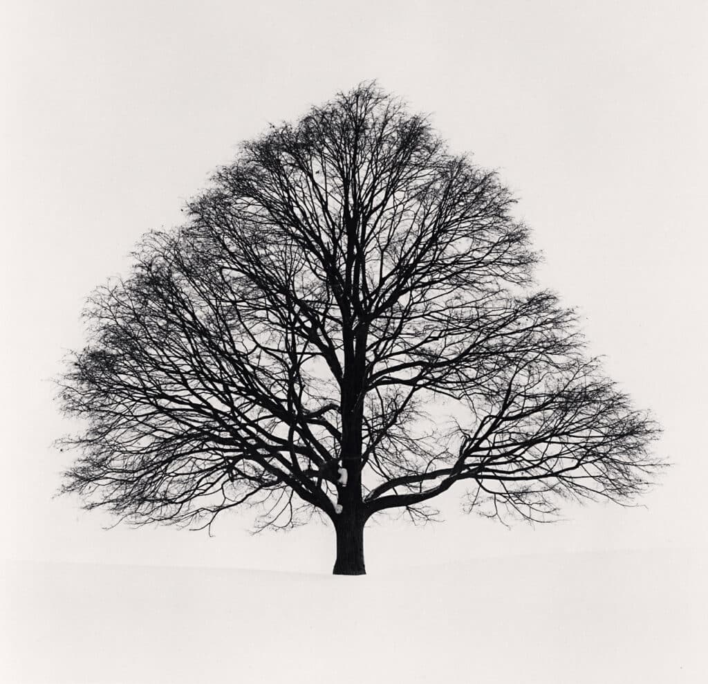 Cikisani Kamuy, Study 1, Sorachi, Hokkaido, Japan. 2023