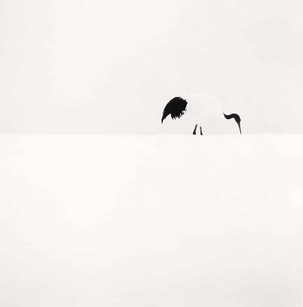 Red Crown Crane Feeding, Tsurui, Hokkaido, Japan. 2005