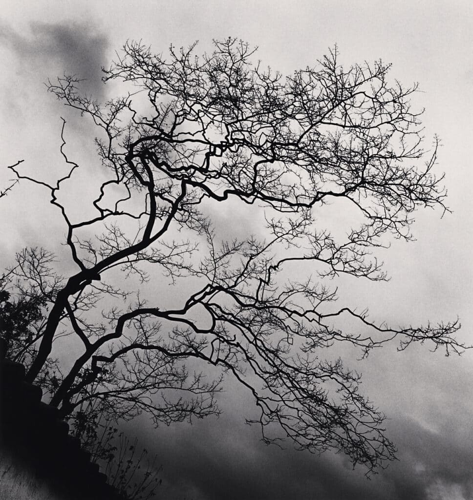 Temple Trees, Nara, Honshu, Japan. 2002