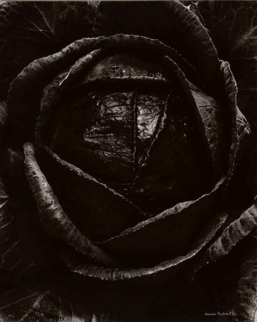 Chou rouge, 1977 © Denis Brihat