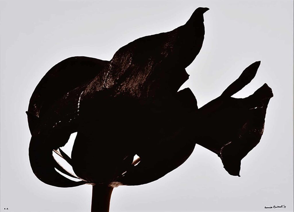Tulipe noire, 1977 © Denis Brihat