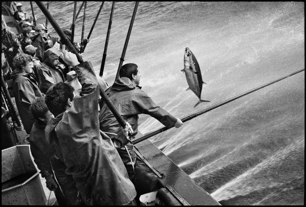 © Jean Gaumy / Magnum Photos, Les thons sont capturés à l'aide de cannes à pêche en fibre ou en bambou de plus de 5 à 6 mètres de long et rapidement décrochés par un assistant. L'eau pulvérisée à la surface de la mer imite le mouvement des petits poissons que les thons capturent en surface. Des appâts sont jetés dans l'eau pour attirer les thons, Espagne, 1996