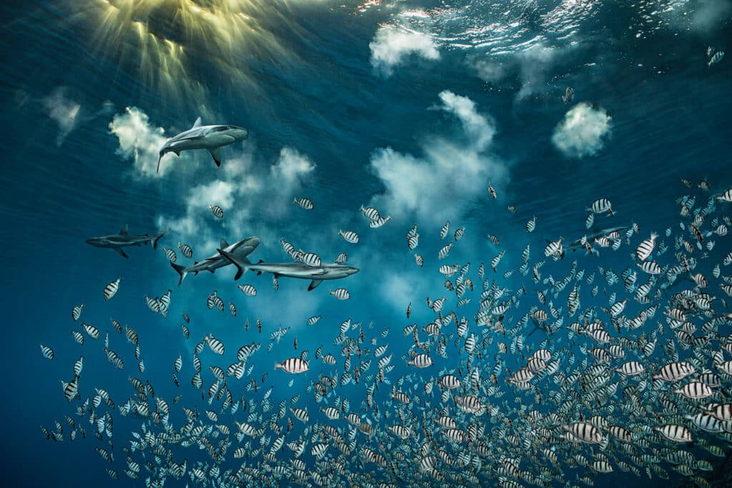 ACCOUPLEMENT DES « MANINI » CHIRURGIENS BAGNARDS - PASSE SUD DE L’ATOLL DE FAKARAVA, POLYNESIE FRANCAISE, - 7 M © Laurent Ballesta