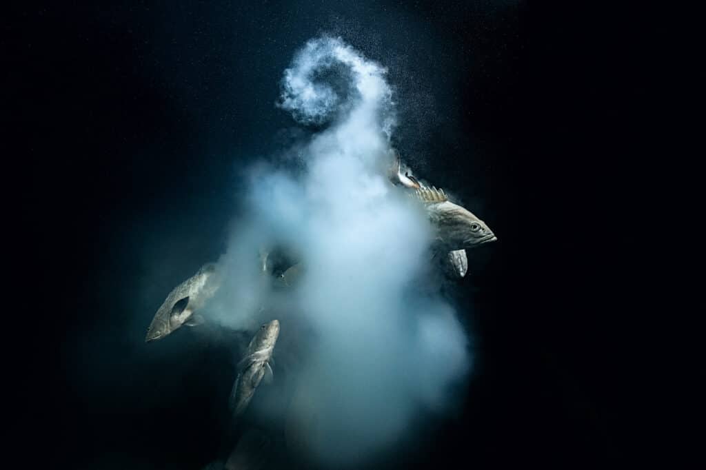 ACCOUPLEMENT DES MEROUS CAMOUFLAGES - PASSE SUD DE L’ATOLL DE FAKARAVA, POLYNESIE FRANCAISE, - 30 M - GRAND PRIX WILDLIFE PHOTOGRAPHER OF THE YEAR 2021 © Laurent Ballesta