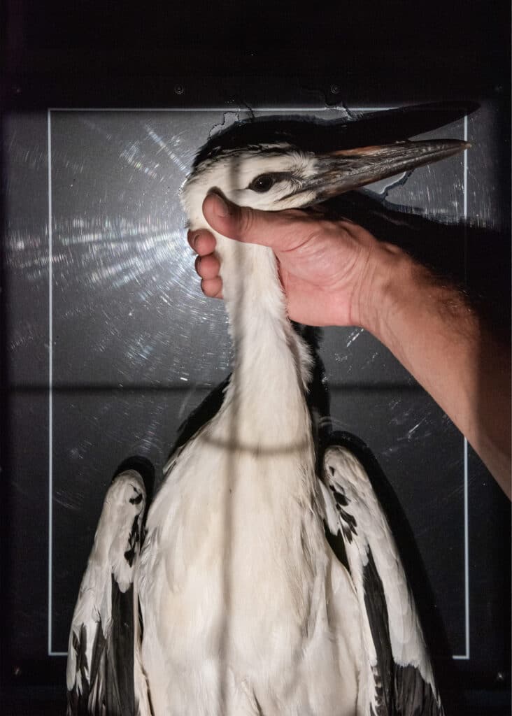 © Augusto Brázio, Incision, 2025