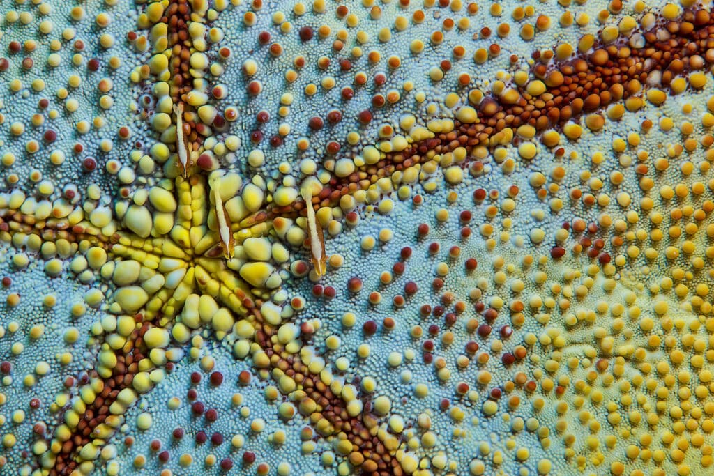 CREVETTES DES ASTERIDES SUR L’ETOILE COUSSIN - PASSE SUD DE L’ATOLL DE FAKARAVA, POLYNÉSIE FRANCAISE © LAURENT BALLESTA