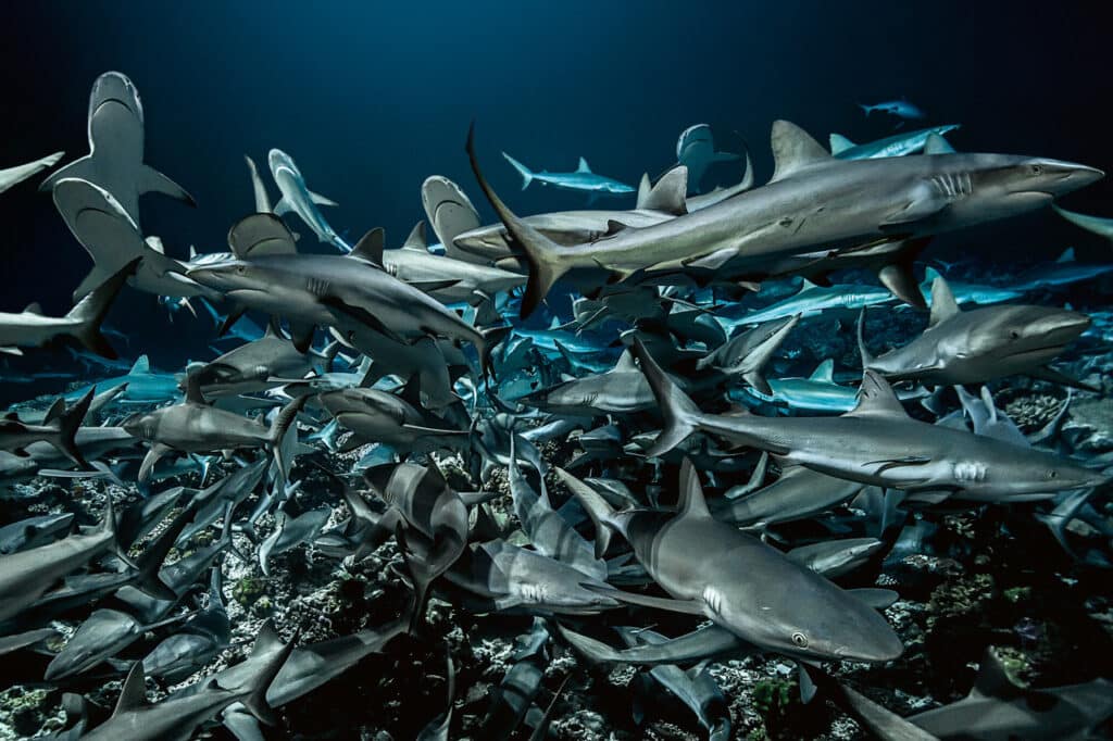 LA MEUTE DES 700 REQUINS GRIS - PASSE SUD DE L’ATOLL DE FAKARAVA, POLYNESIE FRANCAISE, - 30 M © Laurent Ballesta