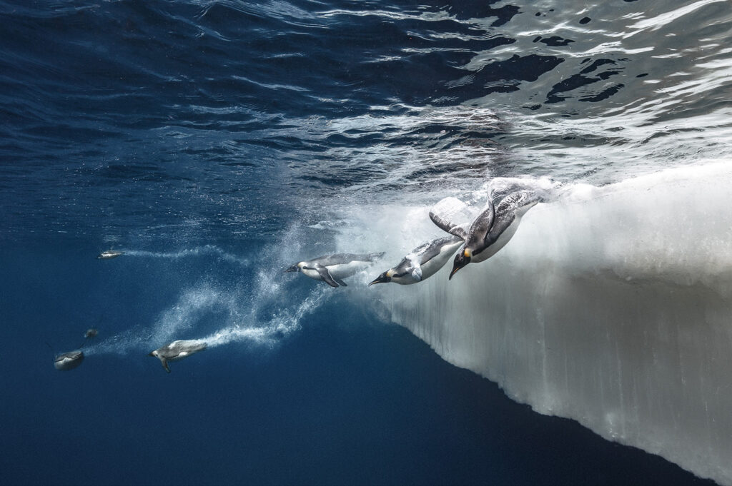 LE PLONGEON DES MANCHOTS EMPEREURS - TERRE ADELIE, ANTARCTIQUE © LAURENT BALLESTA