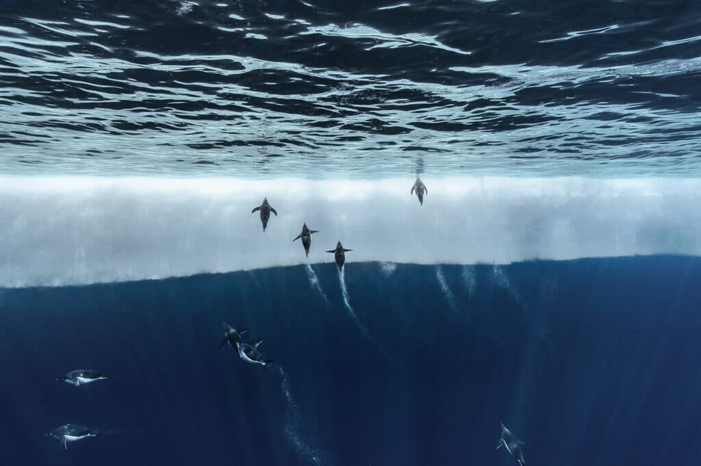 LE RETOUR SUR LA BANQUISE DES MANCHOTS ADELIE - TERRE ADELIE, ANTARCTIQUE © LAURENT BALLESTA