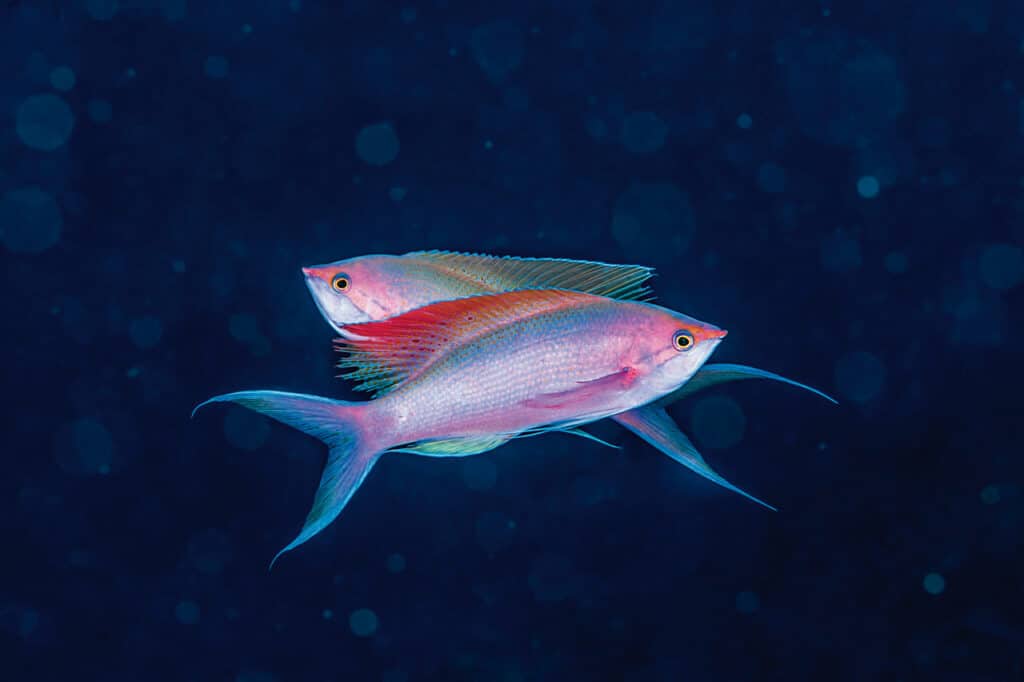LES ANTHIAS - PASSE SUD DE L’ATOLL DE FAKARAVA, POLYNÉSIE FRANCAISE, - 30 M © Laurent Ballesta